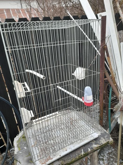 Colivii pasari exotice