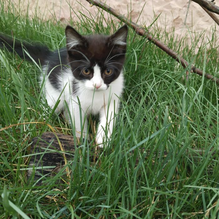 Отдам котика в добрые руки