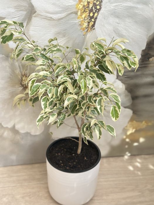 Комнатные цветочки