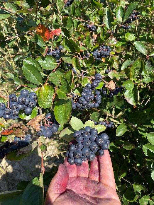 Suc presat la rece si Sirop de Aronia