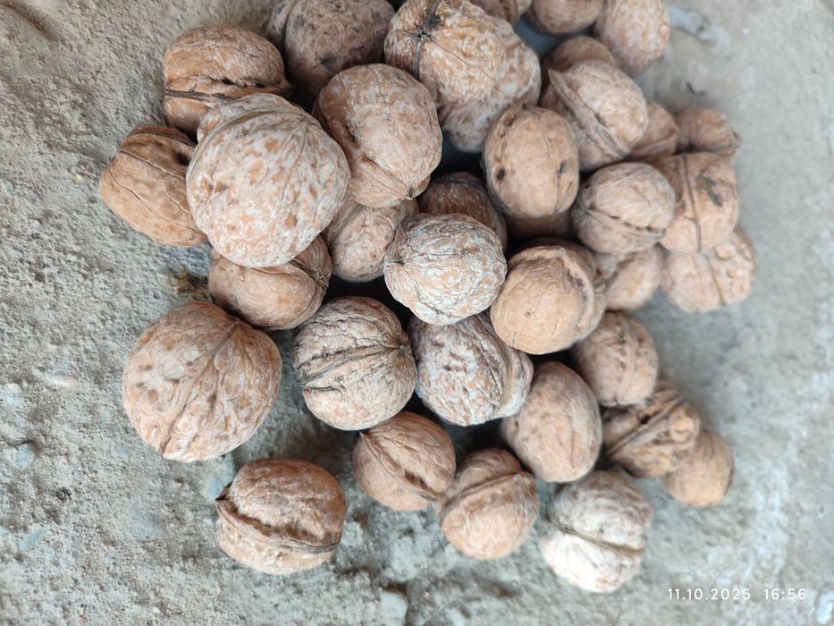 Грецкий орех свежий