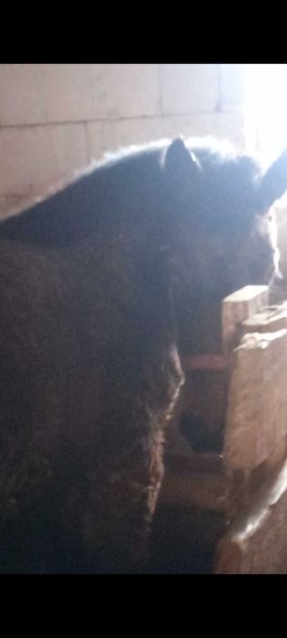 Vând mânză grea ardenez cu sânge rece ungurescc