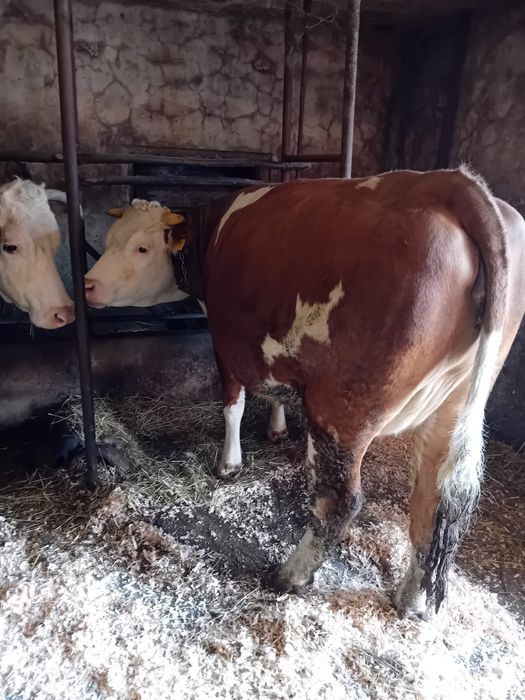 Vând juninca  2 ani