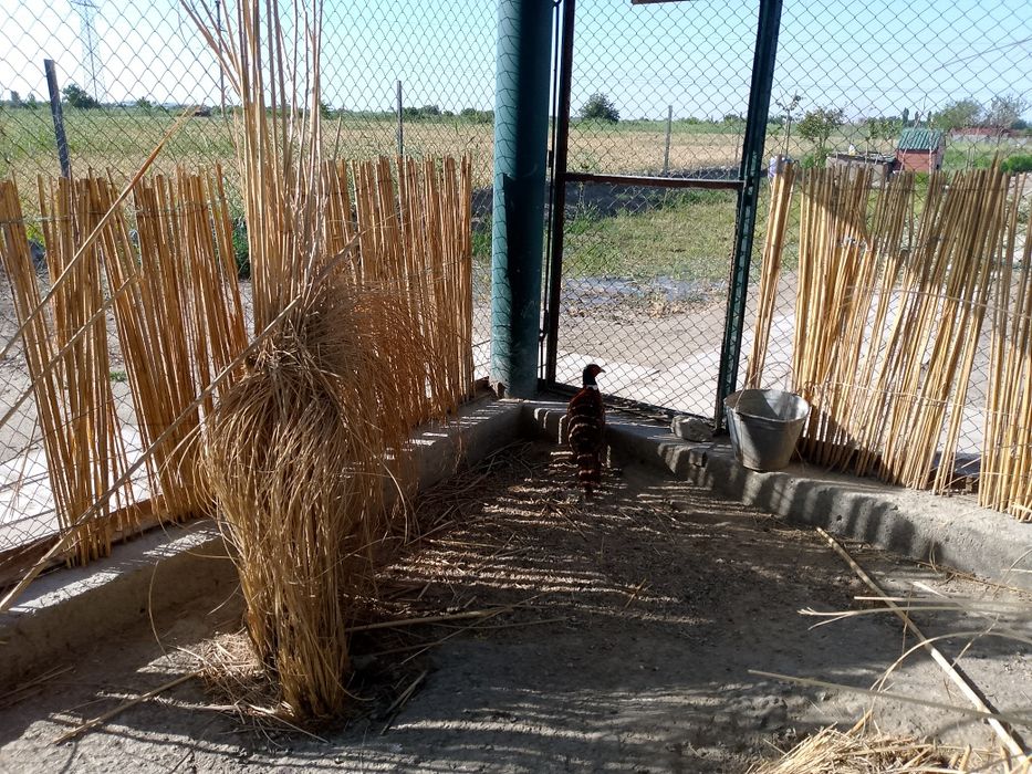 Fazan  xoʻrozlar sotiladi