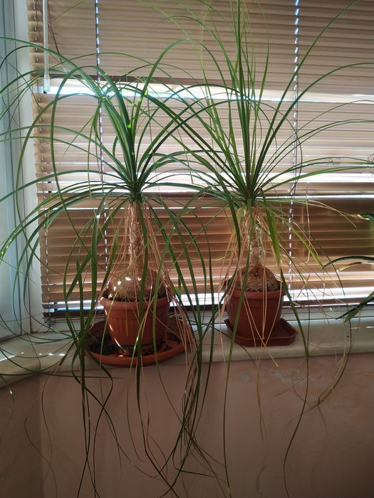 Продавам Нолина (слонски крак)