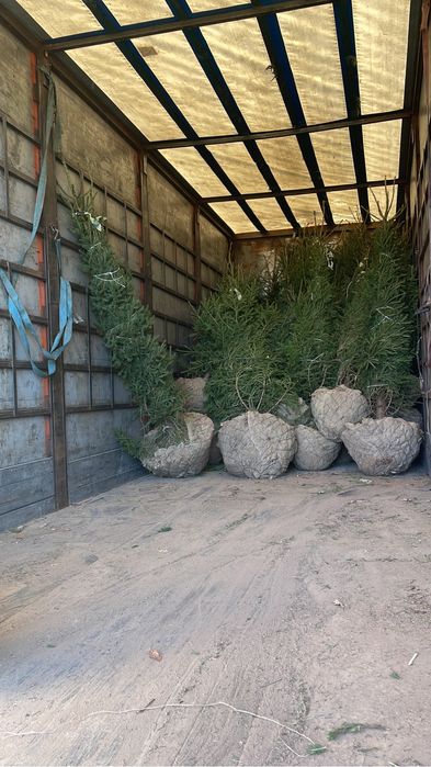 Ели зеленые сибирские