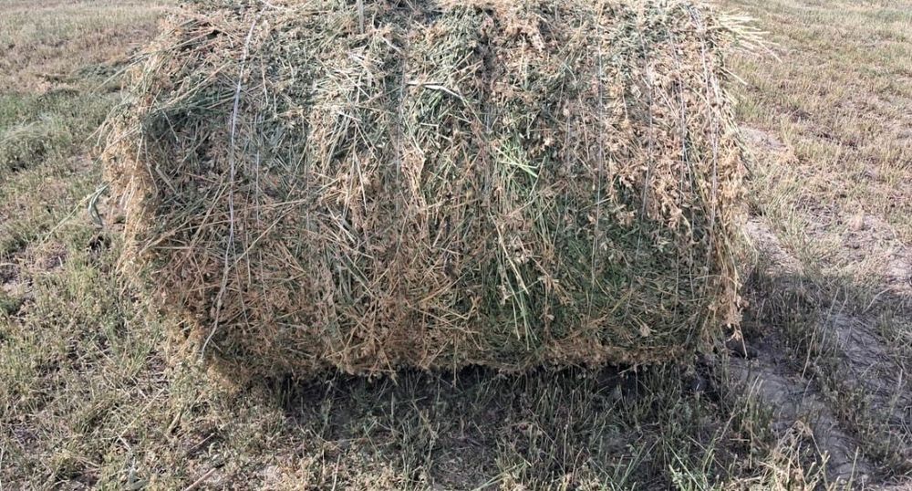 сено люцерна жоношка урлон сатамын жоношка сатамын
