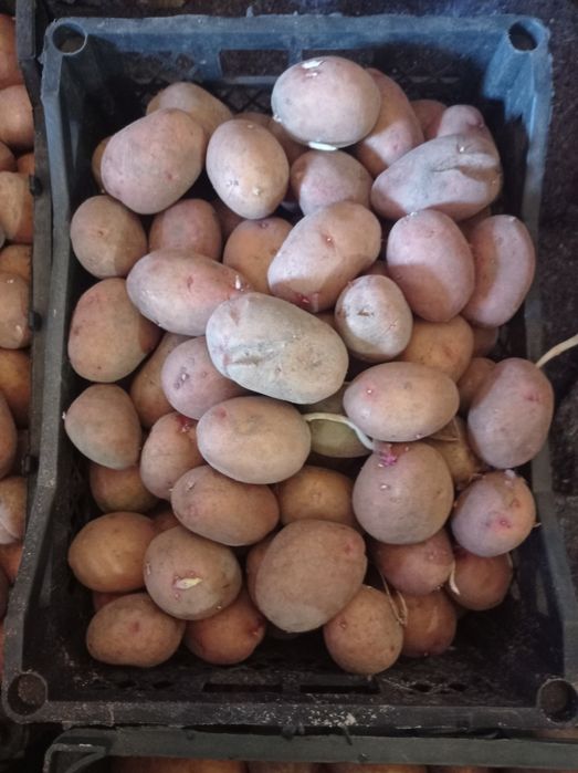 Картофель семенной