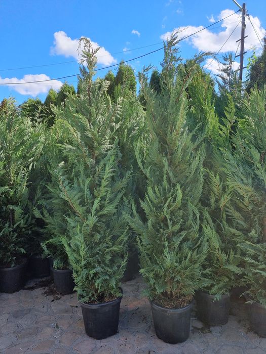 Chiparos leylandi verde și gold piramidal