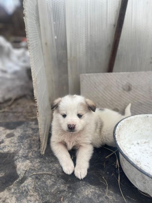 Отдам щенка в добрые руки