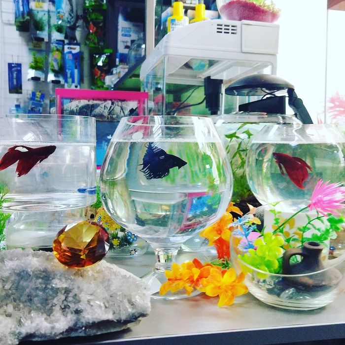 Рыбка петушок ,р-н Орбита