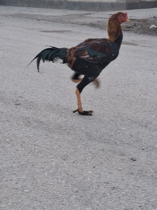 Дакан шөжелер сатылады