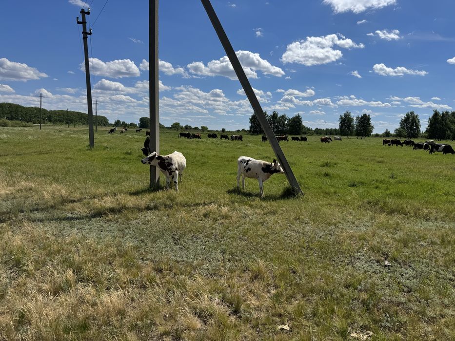 Продам дойную корову