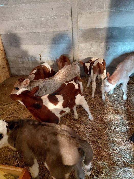 Vand 5 vitei 4 mascult si 1 femela