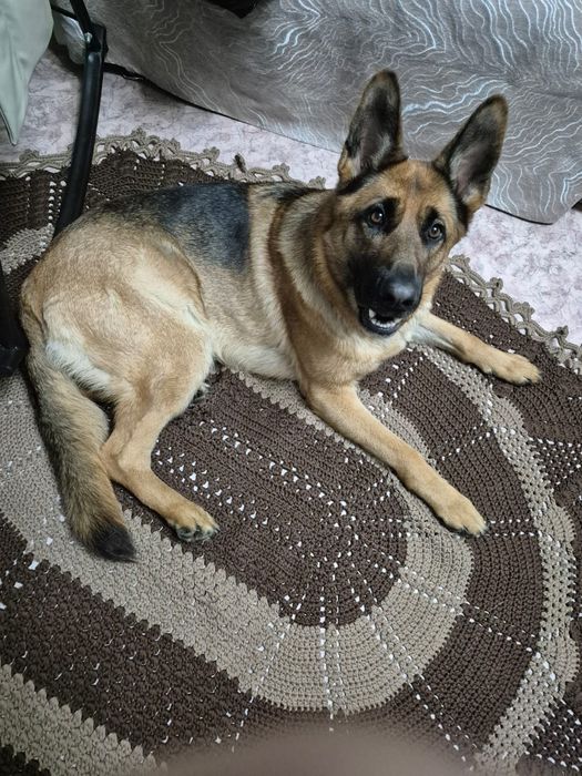 Связка немецкой овчарки