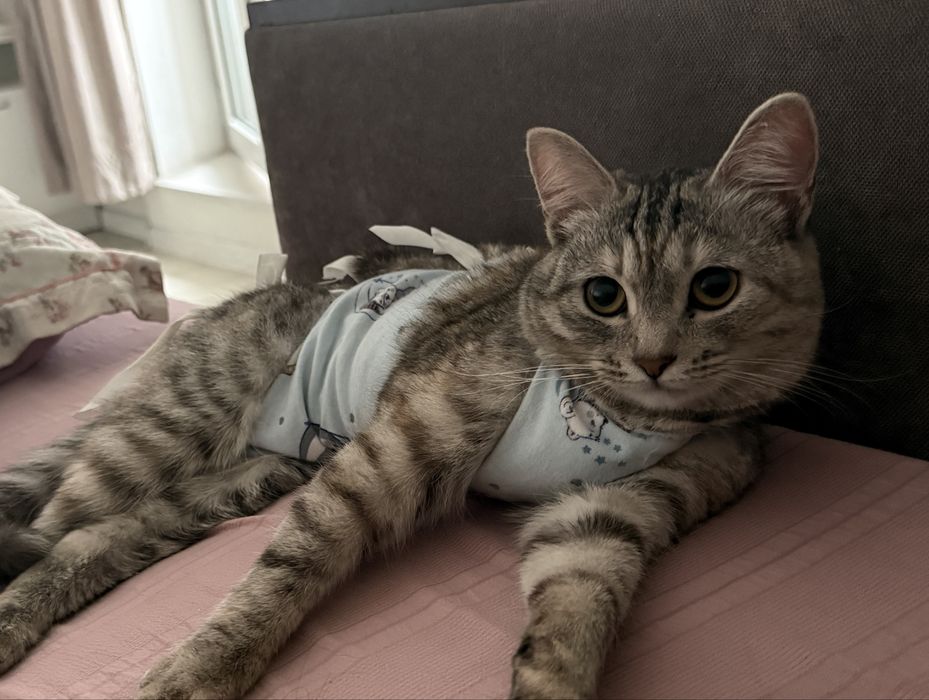 Отдам кошку в добрые руки