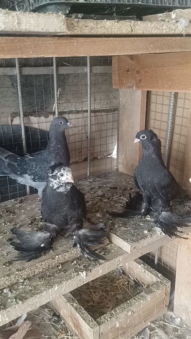 Голуби пискуны гульсары
