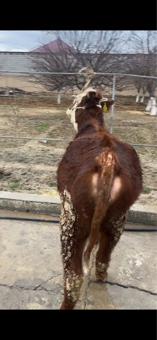 Семіз кашар сатылады