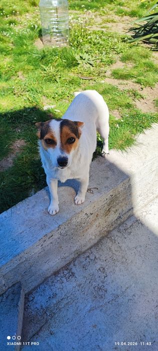 Джак ръсел нечисти