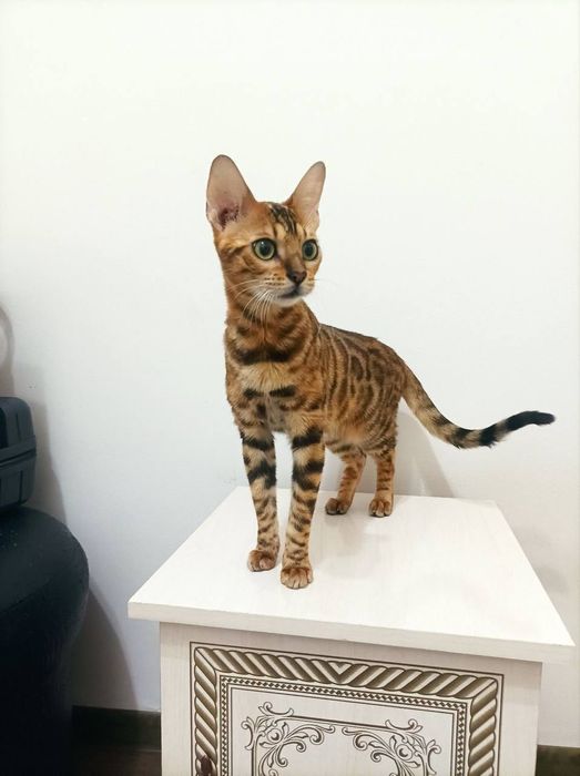 Бенгальский котенок мальчик и девушка