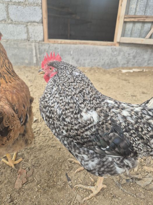 Қораздар сатылады.5000тг .шт