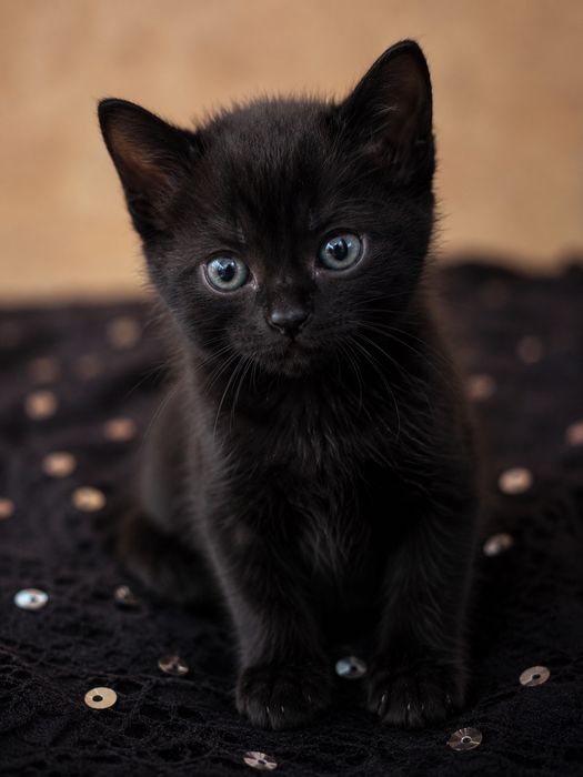 Срочно котята ищут дом!