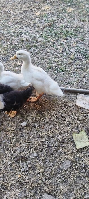 Boboci de rată (de carne)