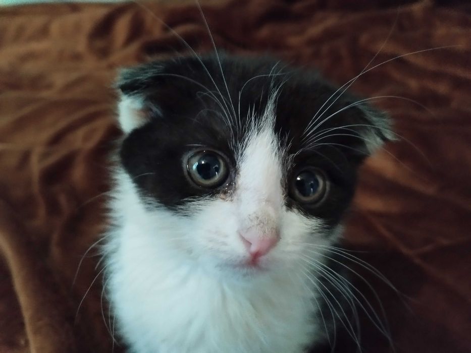 Отдам котят в хорошие руки