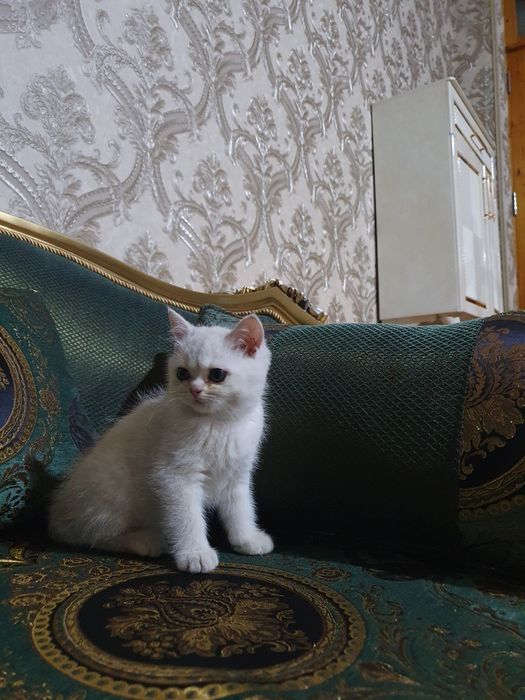 Assalomu alekum shinshilla mushugi tozza parodasi