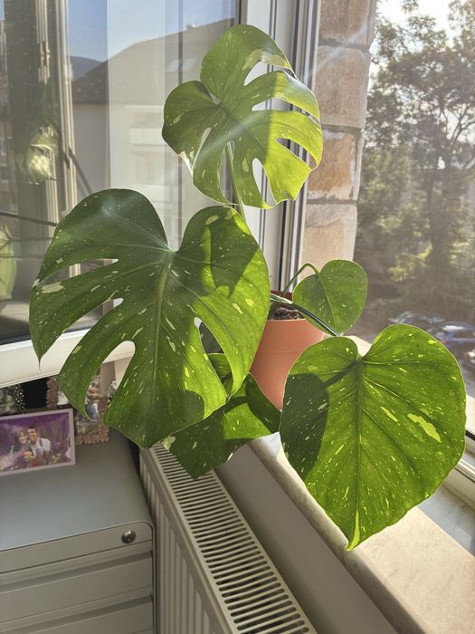 Монстера делисиоза thai constellation тайландско съзвездие monstera deliciosa делисиоза
