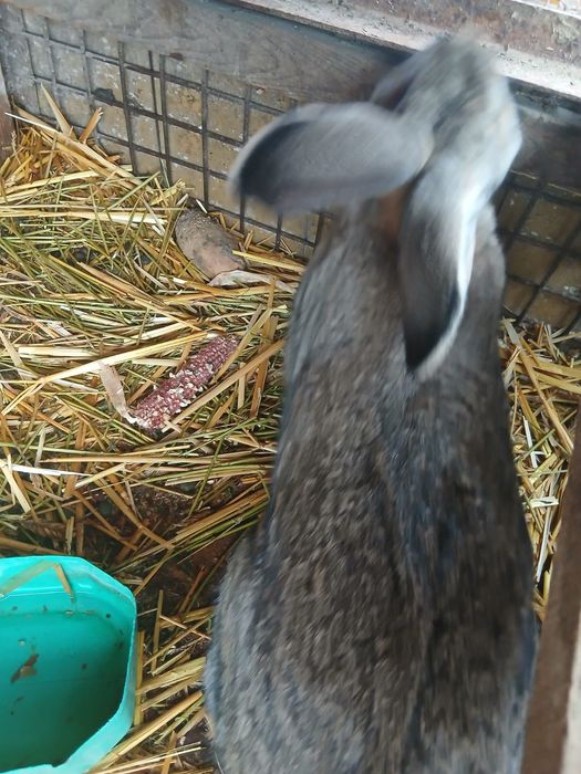 O pereche Urias german rasa pura și un mascul pe alb curcit