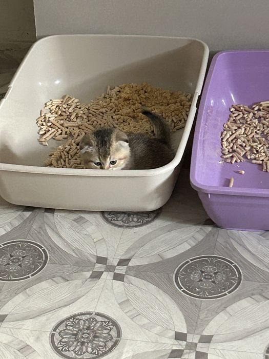 Продам котенка мальчика