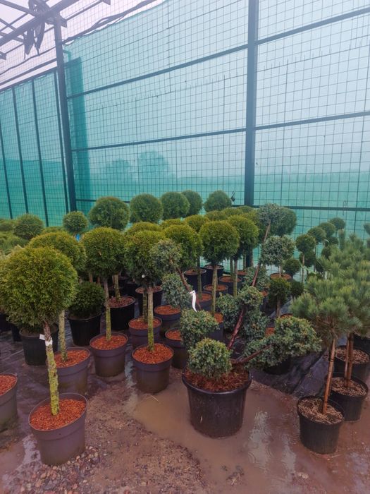 Газон ель сосна саженцы