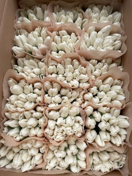 Тюльпаны оптом Алматы Астана