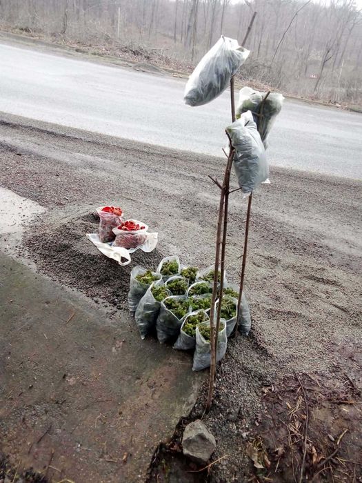 Vând urzici proaspete de pădure!