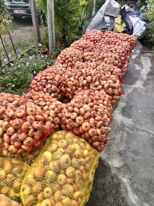 Продавам зрял  Лук