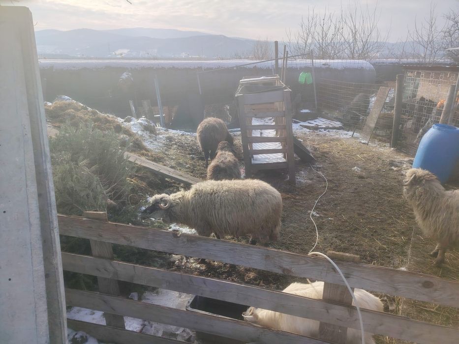 Vând mranita de oaie (îngrășăminte naturale)