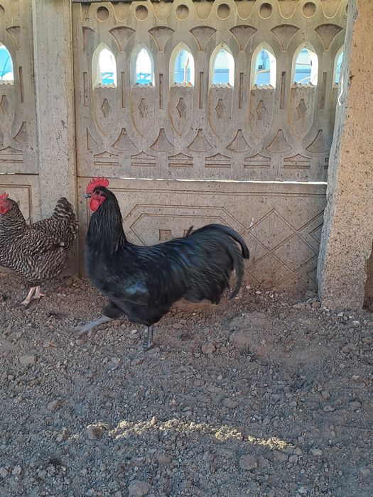 Ouă de incubat, Araucana argintiu, Marans negru arămiu si Australorp