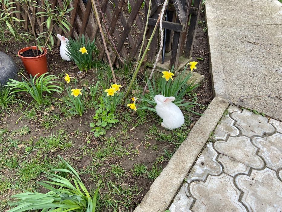 Pui de iepurasi albi