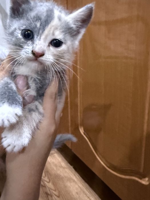 Отдам котят в добрые руки.