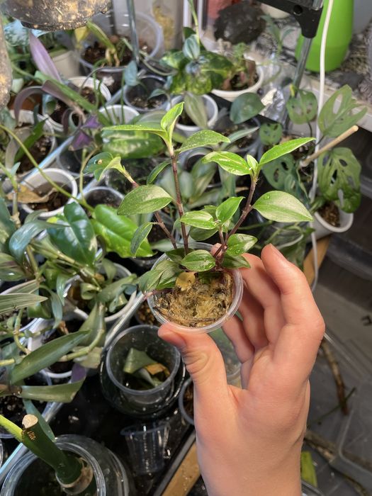 Комнатные растения