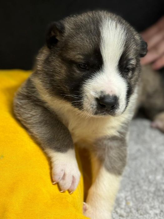 Продам щенков САО Алабай