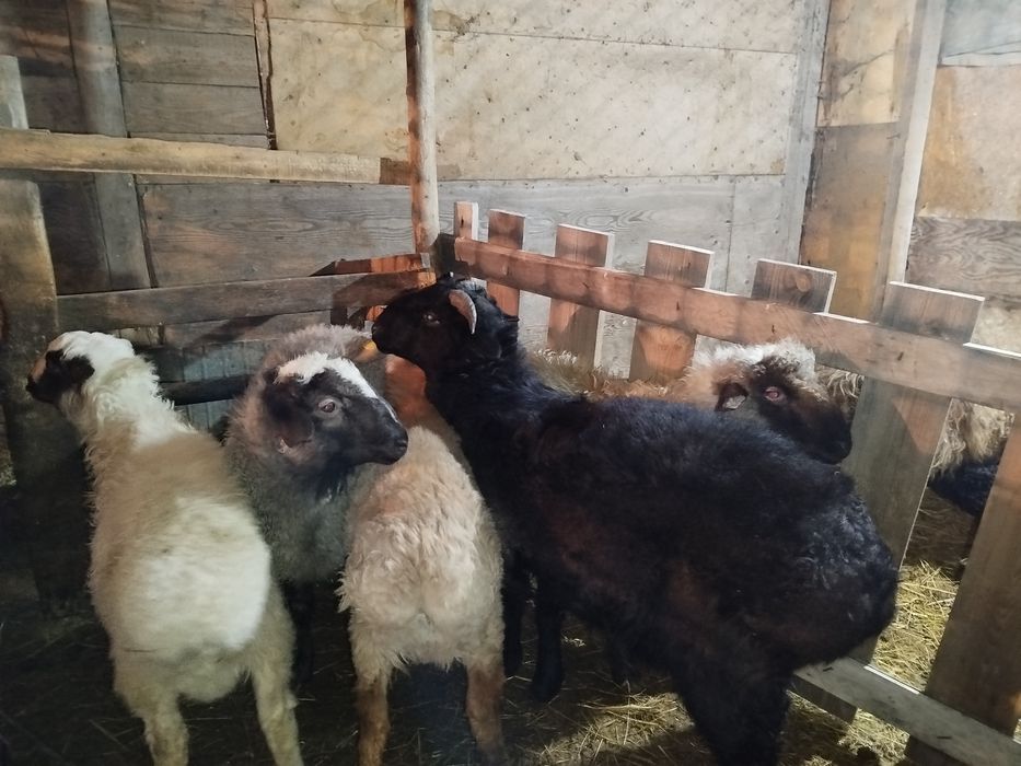 Еркек токтылар жемделген