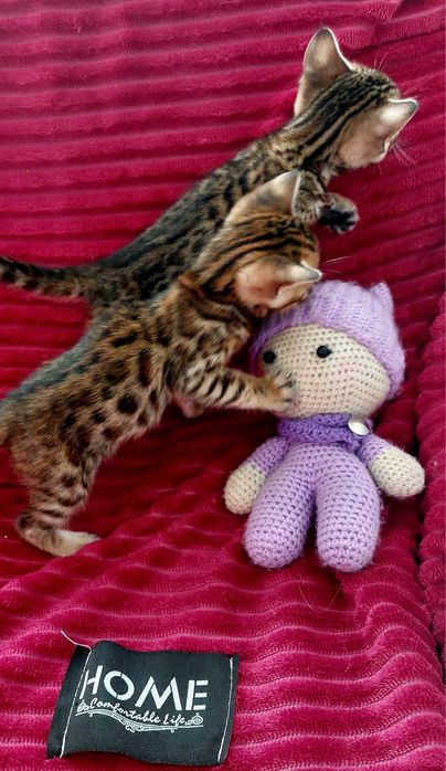 Котенок бенгальской породы