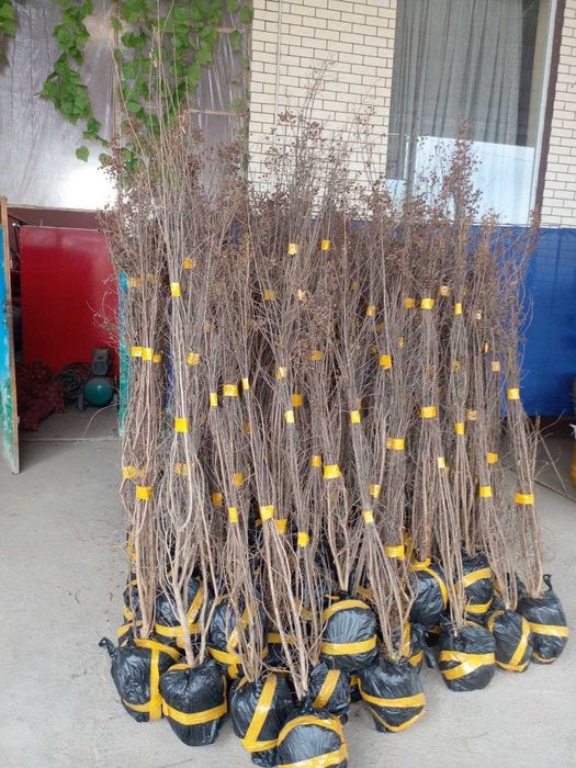 Mevali va manzarali ko'chatlar