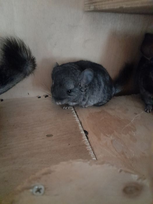 Шиншиллы, скоро к продаже