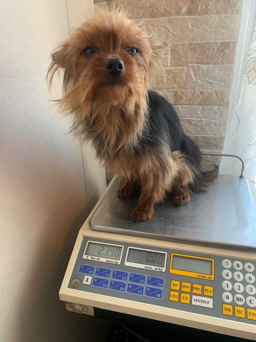 продавам мъжки йоркшир териери