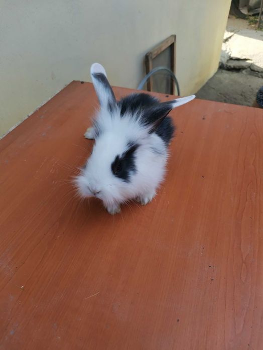 Iepuroaice de prasila