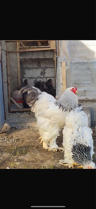 Brahma herminat deschis