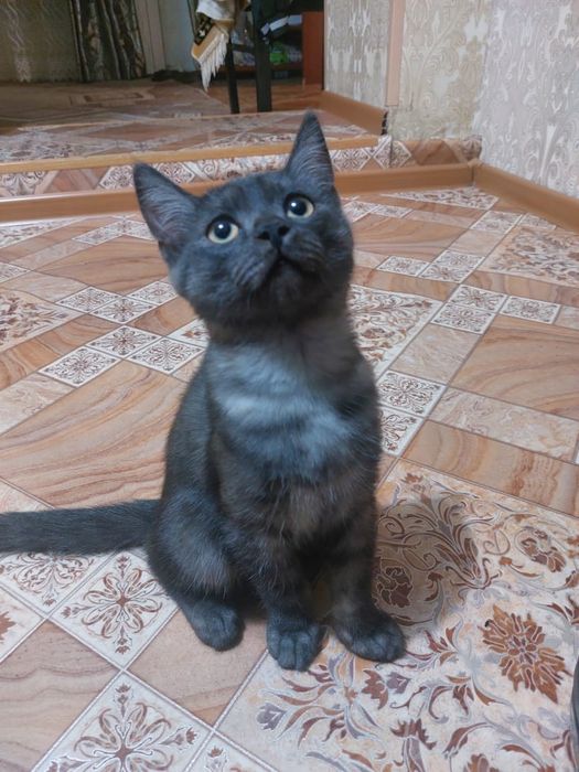 Отдам котёнка в добрые руки